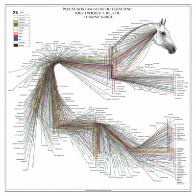 Detailed pedigree chart or genetic map for a horse, illustrating lineage connections and genetic traits