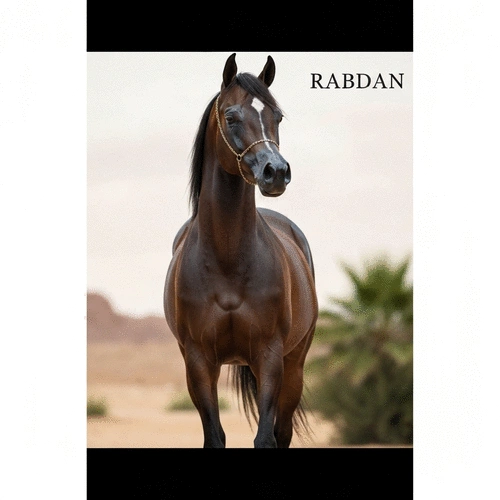 Comprehensive Guide to Arabian Horse Strains: Where Rabdan Fits In